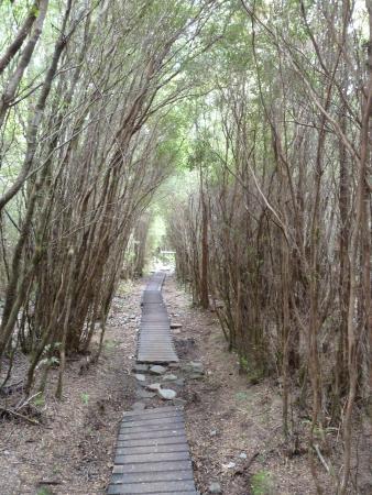 Sendero Los Alerces del Rio Blanco